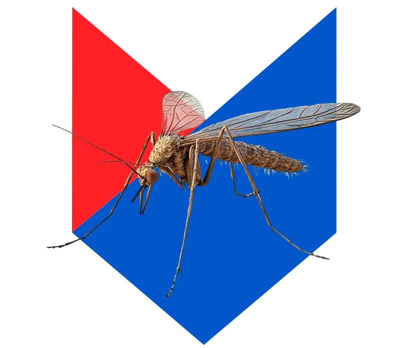 Комар